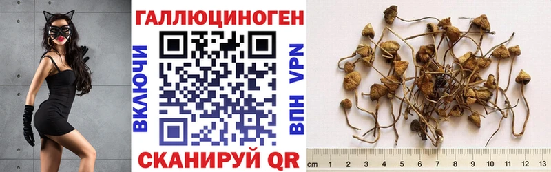 Псилоцибиновые грибы Psilocybine cubensis  Армянск 